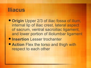 Iliacus
Origin Upper 2/3 of iliac fossa of ilium,
internal lip of iliac crest, lateral aspect
of sacrum, ventral sacroiliac ligament,
and lower portion of iliolumbar ligament
Insertion Lesser trochanter
Action Flex the torso and thigh with
respect to each other
 