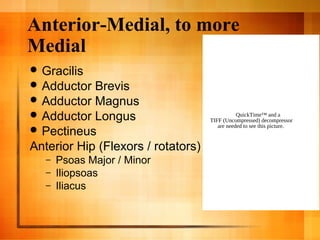 Anterior-Medial, to more
Medial
 Gracilis
 Adductor Brevis
 Adductor Magnus
 Adductor Longus
 Pectineus
Anterior Hip (Flexors / rotators)
– Psoas Major / Minor
– Iliopsoas
– Iliacus
QuickTime™ and a
TIFF (Uncompressed) decompressor
are needed to see this picture.
 