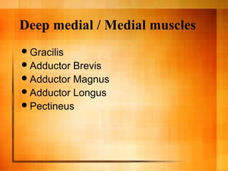 Deep medial / Medial muscles
Gracilis
Adductor Brevis
Adductor Magnus
Adductor Longus
Pectineus
 