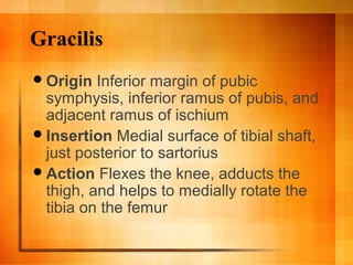 Gracilis
Origin Inferior margin of pubic
symphysis, inferior ramus of pubis, and
adjacent ramus of ischium
Insertion Medial surface of tibial shaft,
just posterior to sartorius
Action Flexes the knee, adducts the
thigh, and helps to medially rotate the
tibia on the femur
 