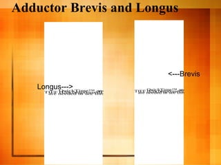 Adductor Brevis and Longus
QuickTime™ and aTIFF (Uncompressed) decompressorare needed to see this picture.
QuickTime™ and aTIFF (Uncompressed) decompressorare needed to see this picture.
<---Brevis
Longus--->
 