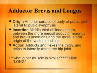Adductor Brevis and Longus
 Origin Anterior surface of body of pubis, just
lateral to pubic symphysis
 Insertion Middle third of linea aspera,
between the more medial adductor magnus
and brevis insertions and the more lateral
origin of the vastus medialis
 Action Adducts and flexes the thigh, and
helps to laterally rotate the hip joint
***what other muscle is similar???? Hint:
“LONG”
 
