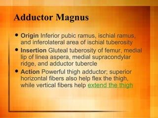 Adductor Magnus
 Origin Inferior pubic ramus, ischial ramus,
and inferolateral area of ischial tuberosity
 Insertion Gluteal tuberosity of femur, medial
lip of linea aspera, medial supracondylar
ridge, and adductor tubercle
 Action Powerful thigh adductor; superior
horizontal fibers also help flex the thigh,
while vertical fibers help extend the thigh
 