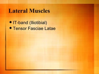 Lateral Muscles
IT-band (Iliotibial)
Tensor Fasciae Latae
 