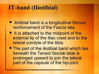 IT-band (Iliotibial)
 iliotibial band is a longitudinal fibrous
reinforcement of the Fascia lata.
 It is attached to the midpoint of the
external lip of the Iliac crest and to the
lateral condyle of the tibia.
The part of the iliotibial band which lies
beneath the Tensor fasciæ latæ is
prolonged upward to join the lateral
part of the capsule of the hip-joint.
 