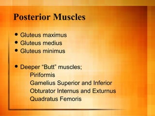 Posterior Muscles
 Gluteus maximus
 Gluteus medius
 Gluteus minimus
 Deeper “Butt” muscles;
Piriformis
Gamelius Superior and Inferior
Obturator Internus and Exturnus
Quadratus Femoris
 