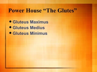 Power House “The Glutes”
Gluteus Maximus
Gluteus Medius
Gluteus Minimus
 