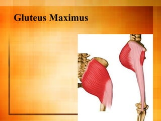 Gluteus Maximus
 