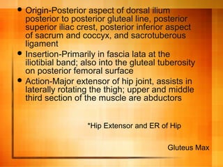  Origin-Posterior aspect of dorsal ilium
posterior to posterior gluteal line, posterior
superior iliac crest, posterior inferior aspect
of sacrum and coccyx, and sacrotuberous
ligament
 Insertion-Primarily in fascia lata at the
iliotibial band; also into the gluteal tuberosity
on posterior femoral surface
 Action-Major extensor of hip joint, assists in
laterally rotating the thigh; upper and middle
third section of the muscle are abductors
*Hip Extensor and ER of Hip
Gluteus Max
 