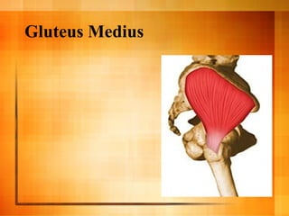 Gluteus Medius
 