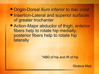 Origin-Dorsal ilium inferior to iliac crest
Insertion-Lateral and superior surfaces
of greater trochanter
Action-Major abductor of thigh; anterior
fibers help to rotate hip medially;
posterior fibers help to rotate hip
laterally
*ABD of hip and IR of hip
Gluteus Med
 