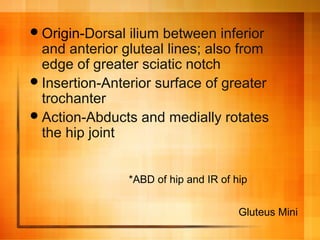 Origin-Dorsal ilium between inferior
and anterior gluteal lines; also from
edge of greater sciatic notch
Insertion-Anterior surface of greater
trochanter
Action-Abducts and medially rotates
the hip joint
*ABD of hip and IR of hip
Gluteus Mini
 