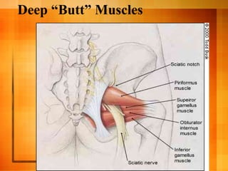 Deep “Butt” Muscles
 