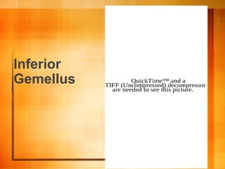 Inferior
Gemellus QuickTime™ and a
TIFF (Uncompressed) decompressor
are needed to see this picture.
 