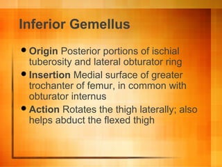 Inferior Gemellus
Origin Posterior portions of ischial
tuberosity and lateral obturator ring
Insertion Medial surface of greater
trochanter of femur, in common with
obturator internus
Action Rotates the thigh laterally; also
helps abduct the flexed thigh
 