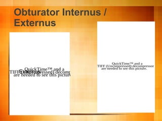 Obturator Internus /
Externus
QuickTime™ and a
TIFF (Uncompressed) decompressor
are needed to see this picture.QuickTime™ and a
TIFF (Uncompressed) decompressor
are needed to see this picture.
Externus
 