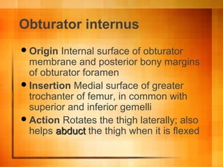Obturator internus
Origin Internal surface of obturator
membrane and posterior bony margins
of obturator foramen
Insertion Medial surface of greater
trochanter of femur, in common with
superior and inferior gemelli
Action Rotates the thigh laterally; also
helps abductabduct the thigh when it is flexed
 