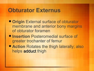 Obturator Externus
Origin External surface of obturator
membrane and anterior bony margins
of obturator foramen
Insertion Posteromedial surface of
greater trochanter of femur
Action Rotates the thigh laterally; also
helps adductadduct thigh
 
