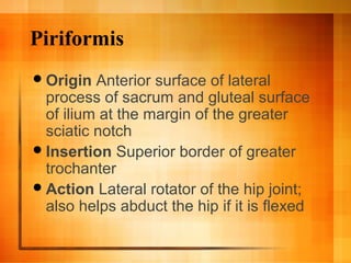 Piriformis
Origin Anterior surface of lateral
process of sacrum and gluteal surface
of ilium at the margin of the greater
sciatic notch
Insertion Superior border of greater
trochanter
Action Lateral rotator of the hip joint;
also helps abduct the hip if it is flexed
 