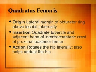 Quadratus Femoris
Origin Lateral margin of obturator ring
above ischial tuberosity
Insertion Quadrate tubercle and
adjacent bone of intertrochanteric crest
of proximal posterior femur
Action Rotates the hip laterally; also
helps adduct the hip
 