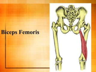 Biceps Femoris
 