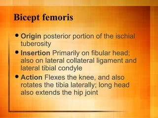 Bicept femoris
Origin posterior portion of the ischial
tuberosity
Insertion Primarily on fibular head;
also on lateral collateral ligament and
lateral tibial condyle
Action Flexes the knee, and also
rotates the tibia laterally; long head
also extends the hip joint
 