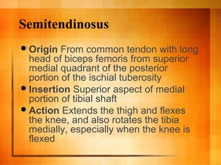 Semitendinosus
Origin From common tendon with long
head of biceps femoris from superior
medial quadrant of the posterior
portion of the ischial tuberosity
Insertion Superior aspect of medial
portion of tibial shaft
Action Extends the thigh and flexes
the knee, and also rotates the tibia
medially, especially when the knee is
flexed
 