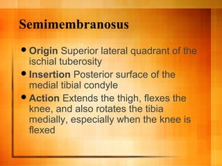 Semimembranosus
Origin Superior lateral quadrant of the
ischial tuberosity
Insertion Posterior surface of the
medial tibial condyle
Action Extends the thigh, flexes the
knee, and also rotates the tibia
medially, especially when the knee is
flexed
 