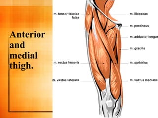 Anterior
and
medial
thigh.
 