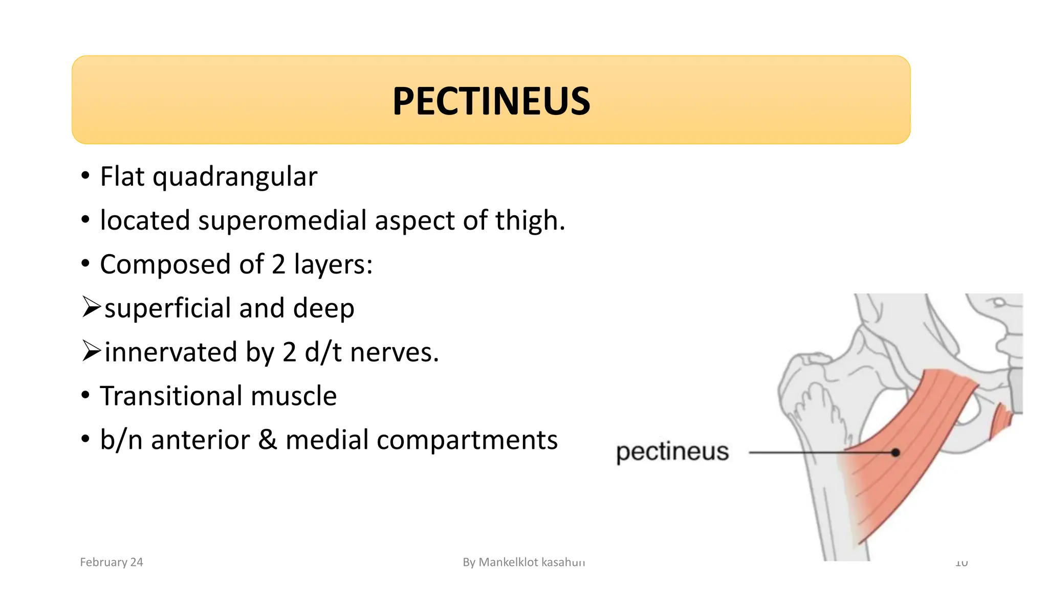 anterior medial compartment muscle neurovasculature femoral triangle ...