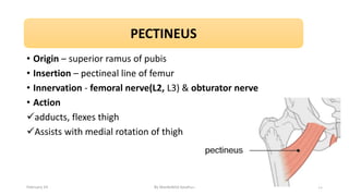 anterior medial compartment muscle neurovasculature femoral triangle ...
