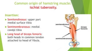 Common origin of hamstring muscle:
ischial tuberosity.
Insertion:
 Semitendinosus: upper part
medial surface tibia
 Semimembranosus: medial
condyl tibia
 Long head of biceps femoris:
both heads in common tendon
attached to head of fibula.
 