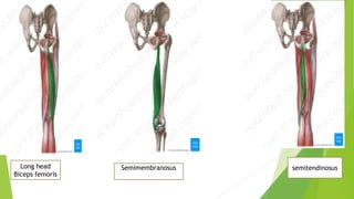 Long head
Biceps femoris
Semimembranosus semitendinosus
 