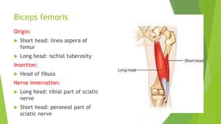 Biceps femoris
Origin:
 Short head: linea aspera of
femur
 Long head: ischial tuberosity
Insertion:
 Head of fibula
Nerve innervation:
 Long head: tibial part of sciatic
nerve
 Short head: peroneal part of
sciatic nerve
 
