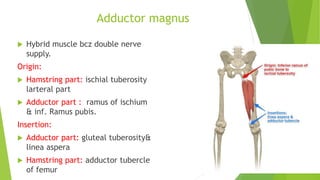 Adductor magnus
 Hybrid muscle bcz double nerve
supply.
Origin:
 Hamstring part: ischial tuberosity
larteral part
 Adductor part : ramus of ischium
& inf. Ramus pubis.
Insertion:
 Adductor part: gluteal tuberosity&
linea aspera
 Hamstring part: adductor tubercle
of femur
 