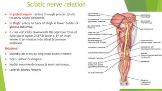 Sciatic nerve relation
 In gluteal region : enters through greater sciatic
foramen below piriformis.
 In thigh: enters in back of thigh at lower border of
gluteus maximus.
 It runs vertically downwards till popliteal fossa at
junction of upper 2/3rd & lower1/3rd of thigh
where it terminates into tibial & common
perinoeal
Relations:
 Superficial: cross by long head biceps femoris
 Deep: adductor magnus
 Medial semimembranosus & semitendinosus.
 Lateral: biceps femoris
 