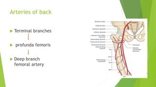 Arteries of back
 Terminal branches
 profunda femoris
 Deep branch
femoral artery
 