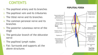 CONTENTS
1. The popliteal artery and its branches
2. The popliteal vein and its tributaries
3. The tibial nerve and its branches
4. The common peroneal nerve and its
branches
5. The posterior cutaneous nerve of the
thigh
6. The genicular branch of the obturator
nerve
7. The popliteal lymph nodes
8. Fat: Surrounds and supports all the
above structures
 