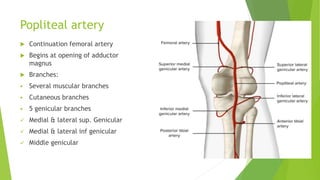 Popliteal artery
 Continuation femoral artery
 Begins at opening of adductor
magnus
 Branches:
 Several muscular branches
 Cutaneous branches
 5 genicular branches
 Medial & lateral sup. Genicular
 Medial & lateral inf genicular
 Middle genicular
 