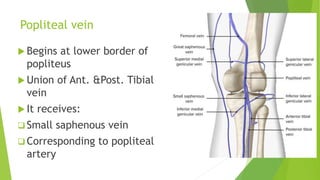 Popliteal vein
 Begins at lower border of
popliteus
 Union of Ant. &Post. Tibial
vein
 It receives:
 Small saphenous vein
 Corresponding to popliteal
artery
 