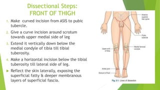 Dissectional Steps:
FRONT OF THIGH
1. Make curved incision from ASIS to pubic
tubercle.
2. Give a curve incision around scrotum
towards upper medial side of leg
3. Extend it vertically down below the
medial condyle of tibia till tibial
tuberosity.
4. Make a horizontal incision below the tibial
tuberosity till lateral side of leg.
 Reflect the skin laterally, exposing the
superficial fatty & deeper membranous
layers of superficial fascia.
 