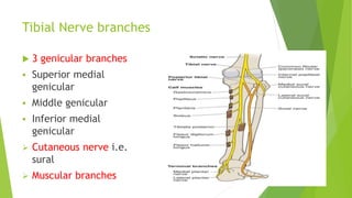 Tibial Nerve branches
 3 genicular branches
 Superior medial
genicular
 Middle genicular
 Inferior medial
genicular
 Cutaneous nerve i.e.
sural
 Muscular branches
 