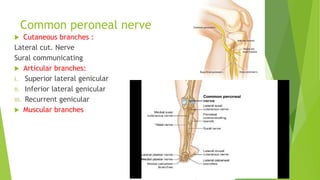 Common peroneal nerve
 Cutaneous branches :
Lateral cut. Nerve
Sural communicating
 Articular branches:
i. Superior lateral genicular
ii. Inferior lateral genicular
iii. Recurrent genicular
 Muscular branches
 