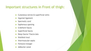 Important structures in Front of thigh:
 Cutaneous nerves & superficial veins
 Inguinal ligament
 Spermatic cord
 Saphenous opening
 Cribiform fascia
 Superficial fascia
 Deep fascia/ Fascia lata
 Iliotibial tract
 Intermuscular septa
 Femoral triangle
 Adductor canal
 