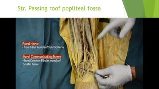 Str. Passing roof popliteal fossa
 