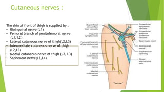 Cutaneous nerves :
The skin of front of thigh is supplied by :
• Ilioinguinal nerve (L1)
• Femoral branch of genitofemoral nerve
(L1, L2)
• Lateral cutaneous nerve of thigh(L2,L3)
• Intermediate cutaneous nerve of thigh
(L2,L3)
• Medial cutaneous nerve of thigh (L2, L3)
• Saphenous nerve(L3,L4)
 