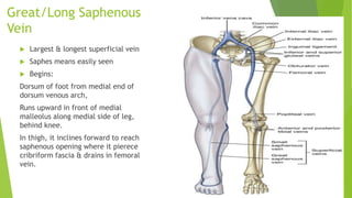 Great/Long Saphenous
Vein
 Largest & longest superficial vein
 Saphes means easily seen
 Begins:
Dorsum of foot from medial end of
dorsum venous arch,
Runs upward in front of medial
malleolus along medial side of leg,
behind knee.
In thigh, it inclines forward to reach
saphenous opening where it pierece
cribriform fascia & drains in femoral
vein.
 