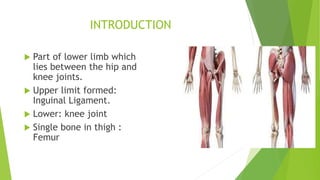 INTRODUCTION
 Part of lower limb which
lies between the hip and
knee joints.
 Upper limit formed:
Inguinal Ligament.
 Lower: knee joint
 Single bone in thigh :
Femur
 