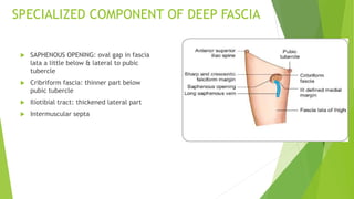 SPECIALIZED COMPONENT OF DEEP FASCIA
 SAPHENOUS OPENING: oval gap in fascia
lata a little below & lateral to pubic
tubercle
 Cribriform fascia: thinner part below
pubic tubercle
 Iliotibial tract: thickened lateral part
 Intermuscular septa
 