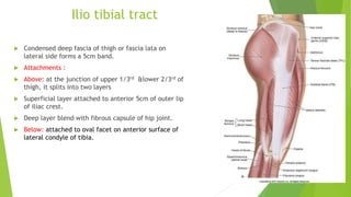 Ilio tibial tract
 Condensed deep fascia of thigh or fascia lata on
lateral side forms a 5cm band.
 Attachments :
 Above: at the junction of upper 1/3rd &lower 2/3rd of
thigh, it splits into two layers
 Superficial layer attached to anterior 5cm of outer lip
of iliac crest.
 Deep layer blend with fibrous capsule of hip joint.
 Below: attached to oval facet on anterior surface of
lateral condyle of tibia.
 